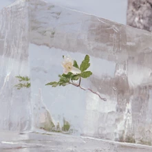 Vinyl EFTERKLANG - WINDFLOWERS