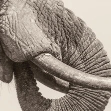Vinyl WHITE ELEPHANT - WORLD ELEPHANT DAY