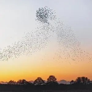 Erland Cooper – Vinyl DAWN CHORUS