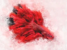 Bojovnica (Betta) thumbnail