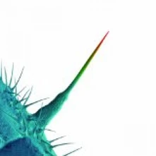 Peter Gabriel, CD AND I'LL SCRATCH YOURS