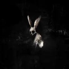 CD FOLLOW THE WHITE RABBIT