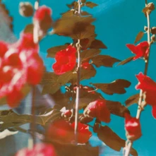 Vinyl LAWSON CHAD - breathe