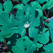 Early Fern, Vinyl WETLAND INTERIORS