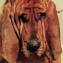 Vinyl SEGALL, TY - GOODBYE BREAD