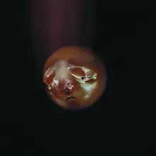 CD MOLE