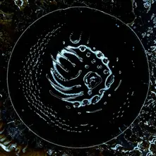 Stonus, Vinyl Stonus