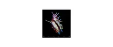 CD Evolve