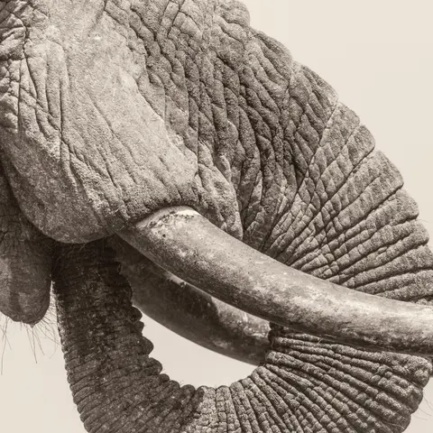 WHITE ELEPHANT - WORLD ELEPHANT DAY