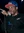 Curren$y & Harry Fraud