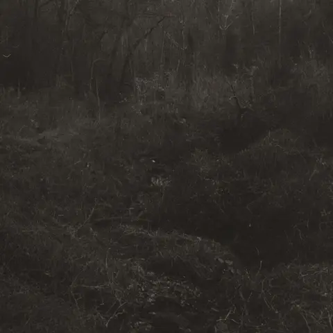 TRANSIENT