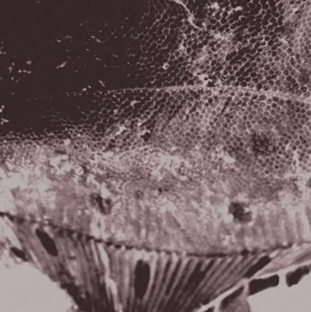 Mark Ijzerman – FLOUNDER MAPS (Vinyl)