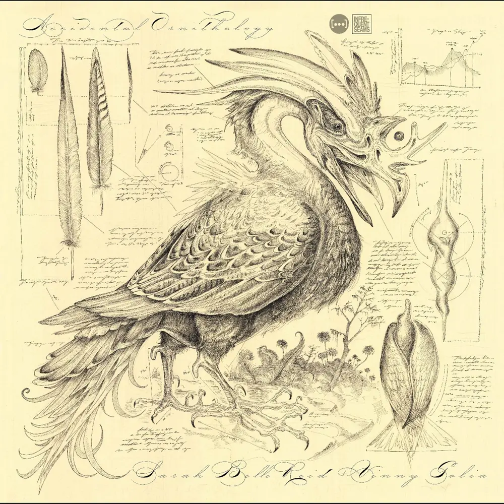 ACCIDENTAL ORNITHOLOGY
