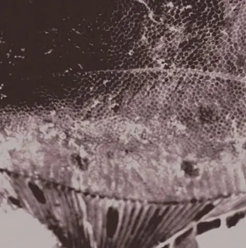 Mark Ijzerman – Vinyl FLOUNDER MAPS