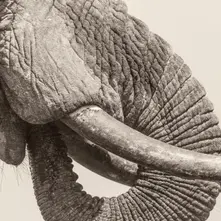 White Elephant, Vinyl WHITE ELEPHANT - WORLD ELEPHANT DAY