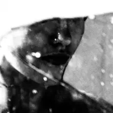 LEAVINGS (CD)