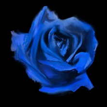 CD ROSEBUD