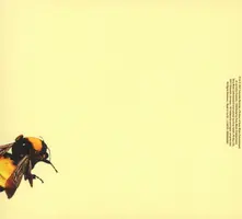 Flower Boy thumbnail