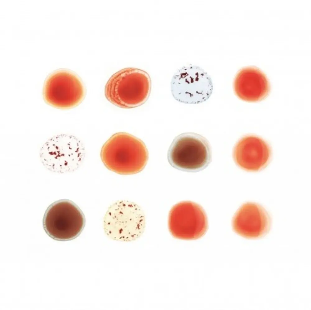 Peter Gabriel – SCRATCH MY BACK / AND I'LL SCRATCH YOURS (CD)